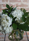 white hydrangeas