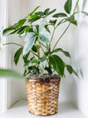 Plant in Basket
