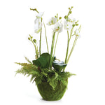 Phalaenopsis & Fern Drop-In 18" with Sinclair Footed Urn / 8.5"